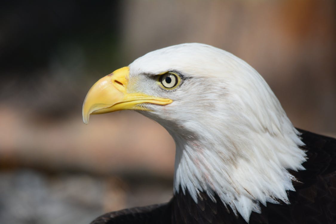 Free Bald Eagle in Macro Photography Stock Photo
