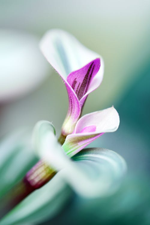 Darmowe zdjęcie z galerii z fioletowy kwiat, flora, kwiat