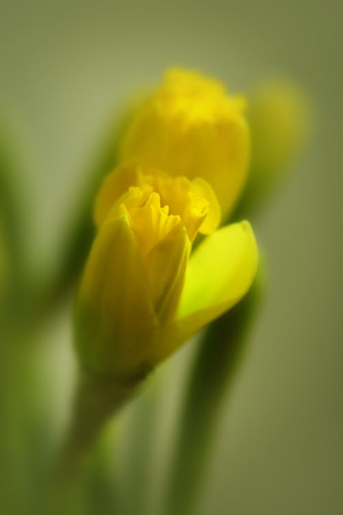 Бесплатное стоковое фото с желтый цветок, нарцисс, природа