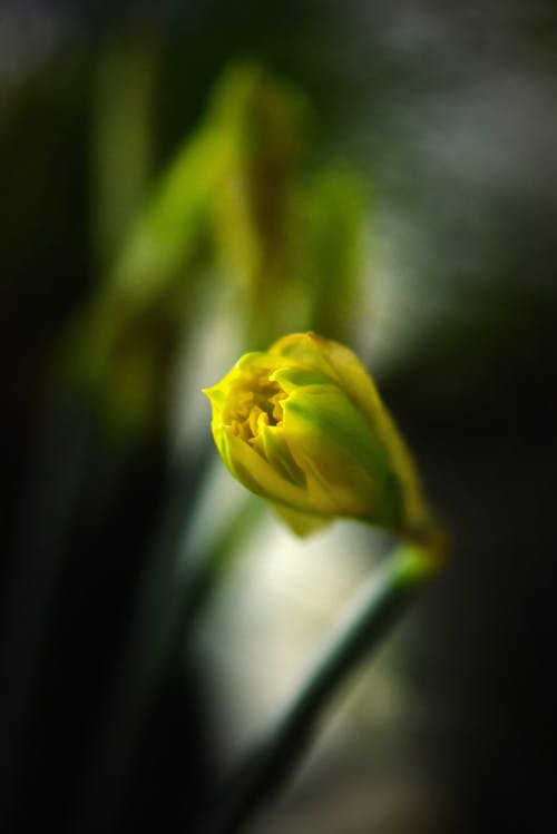 Foto profissional grátis de cor, flor amarela, narciso