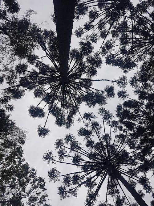 Fotos de stock gratuitas de araucaria, arboles