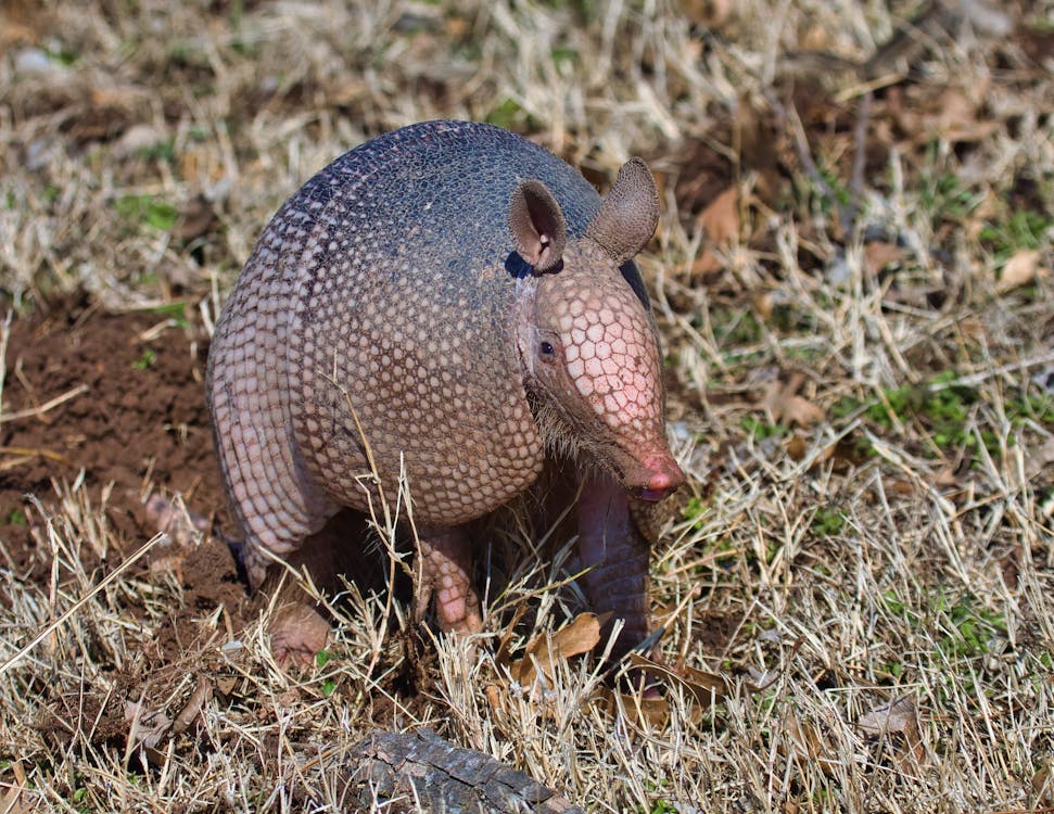 Brown and Black Animal on Green Grass