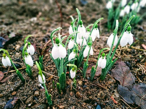 Free Blooming snowdrops growing on dry terrain in garden Stock Photo