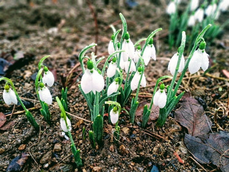 Blooming Snowdrops Growing On Dry Terrain In Garden