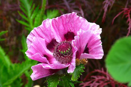 クローズアップ写真のピンクの花びらの顕花植物