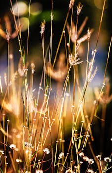 阳光下发光的特写效果中，高高的草唤起了夏天温暖而充满活力的感觉