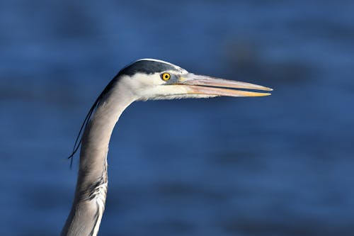 Close Up Shot of a Great Blue Heron
