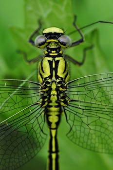 一张充满活力的半透明翅膀蜻蜓的宏观细节图像