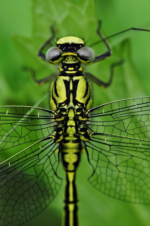 Free Yellow Black Dragonfly Stock Photo