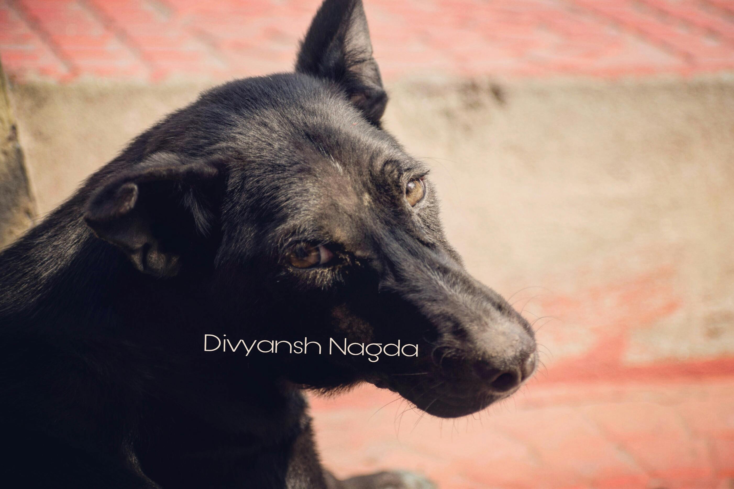 Free stock photo of indiandog, streetdog blackdog dog