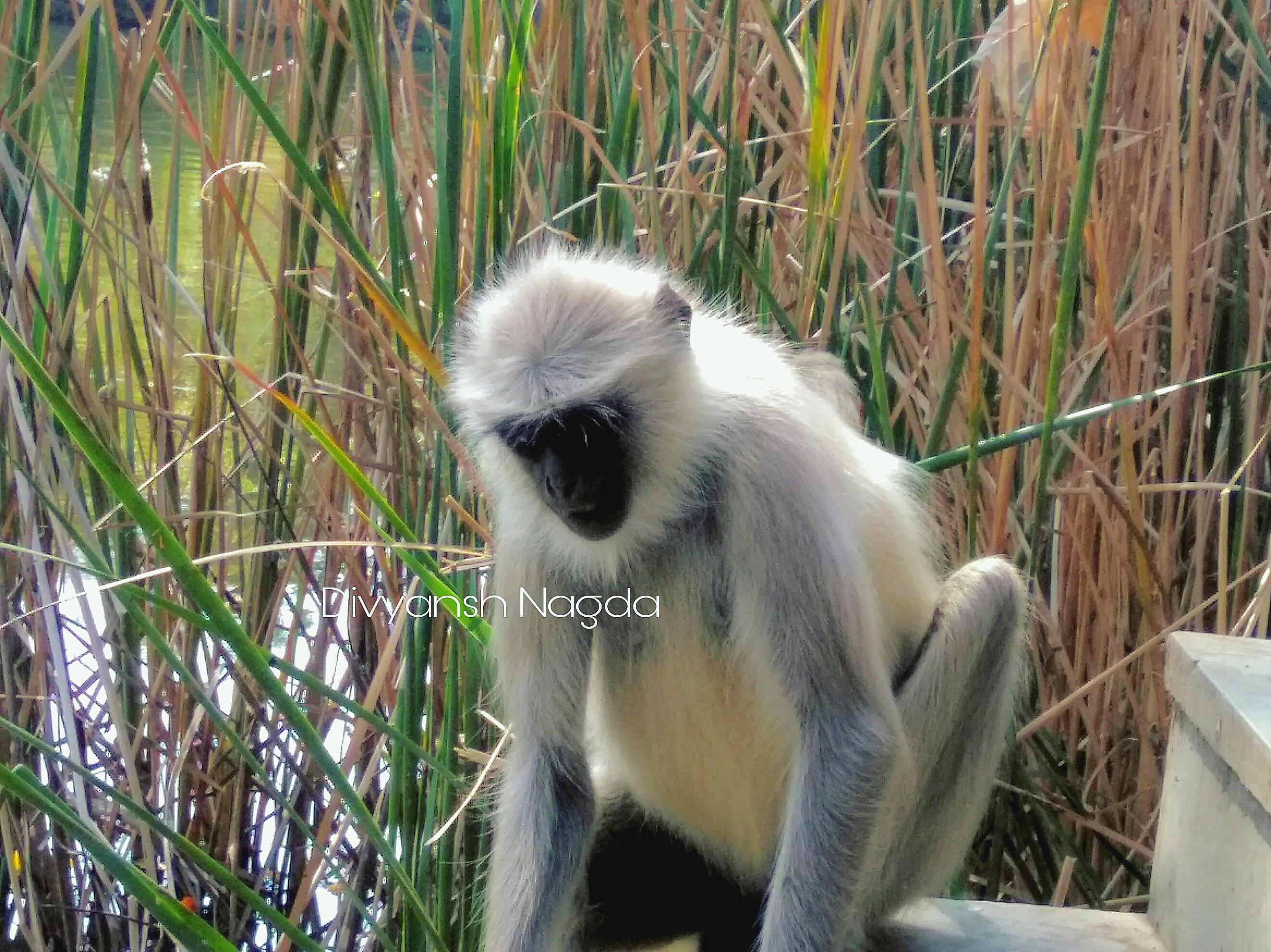 Free stock photo of animal, jungle, monkey