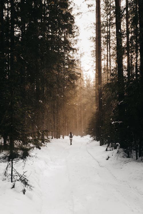 Person walking on snowy path between coniferous trees