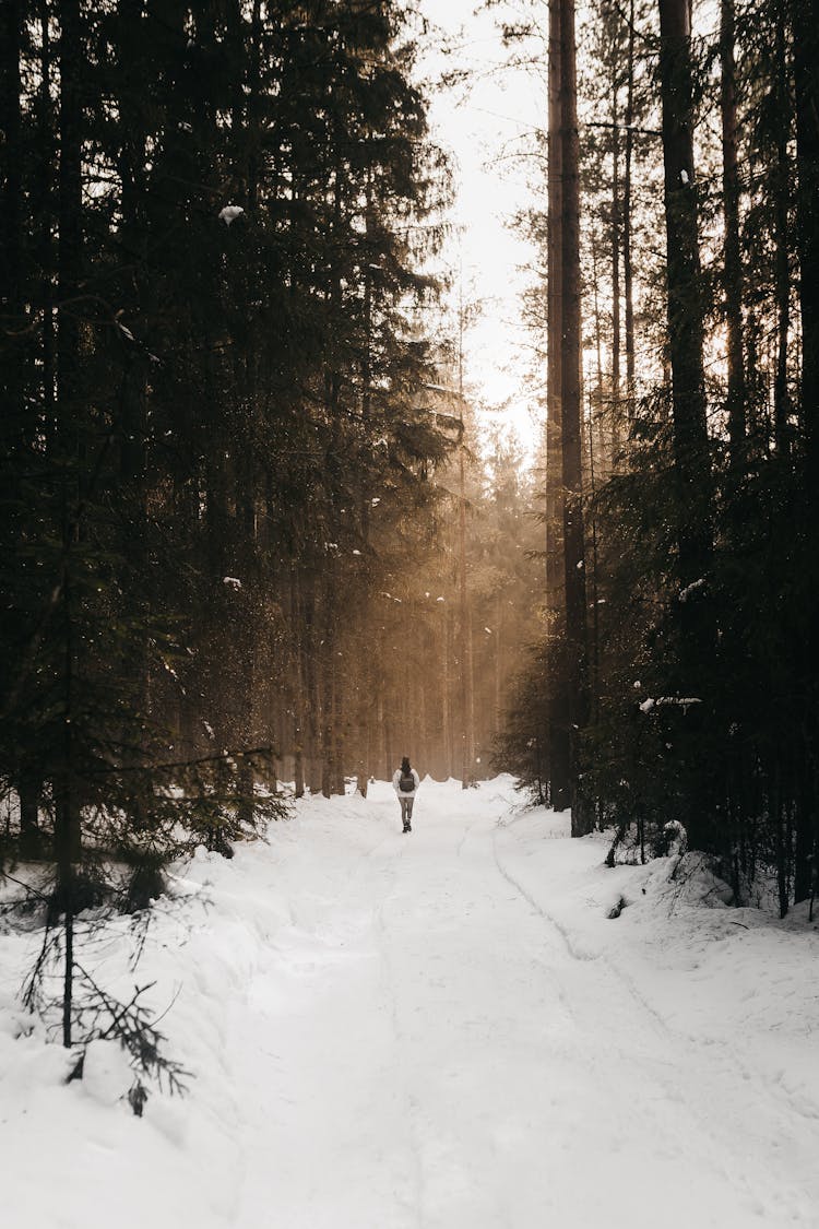 Person Walking On Snowy Path Between Coniferous Trees