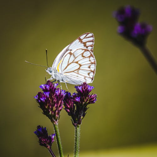 Kostenloses Stock Foto zu blumen, entomologie, flügel