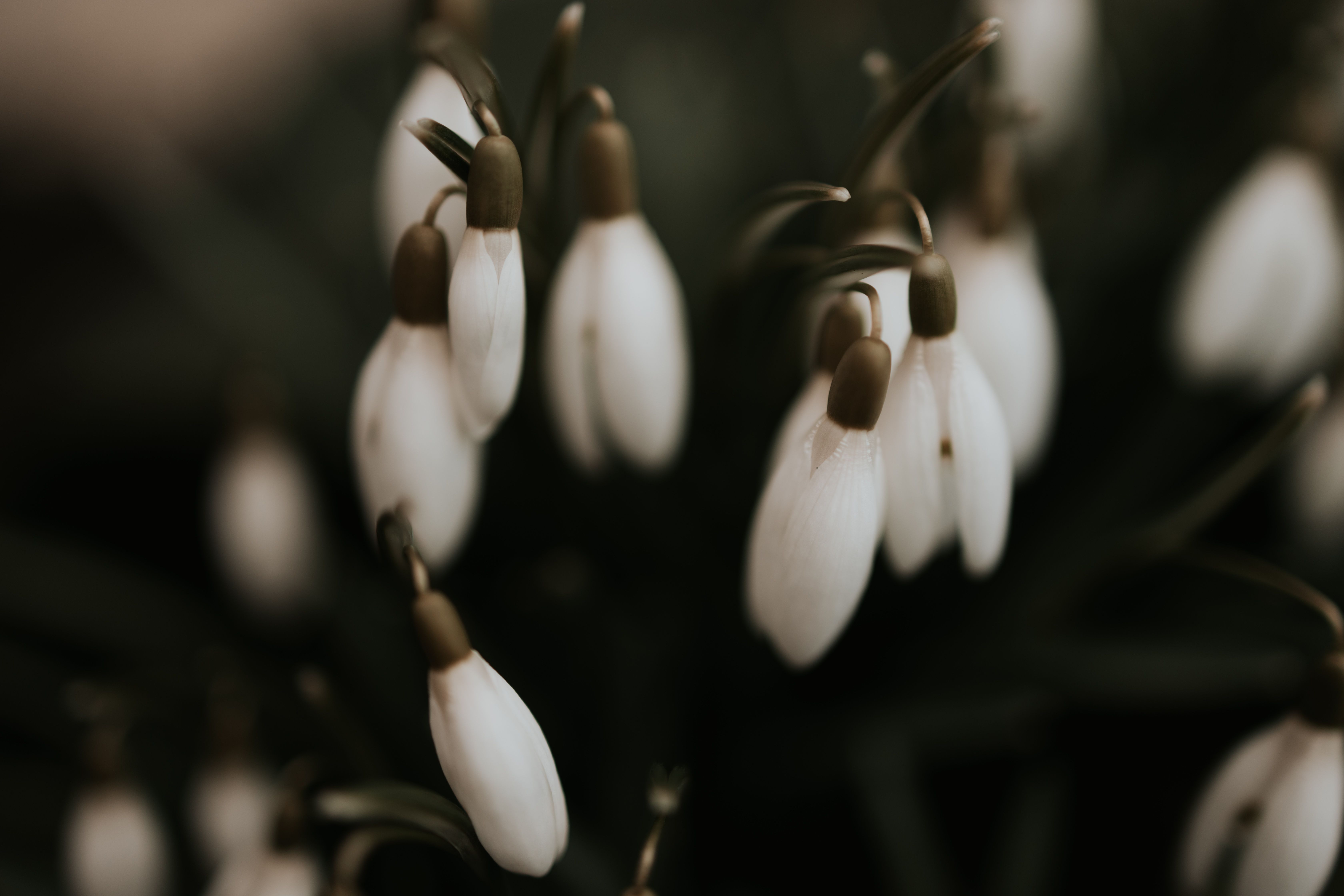 Close Up Shot of White Flowers · Free Stock Photo