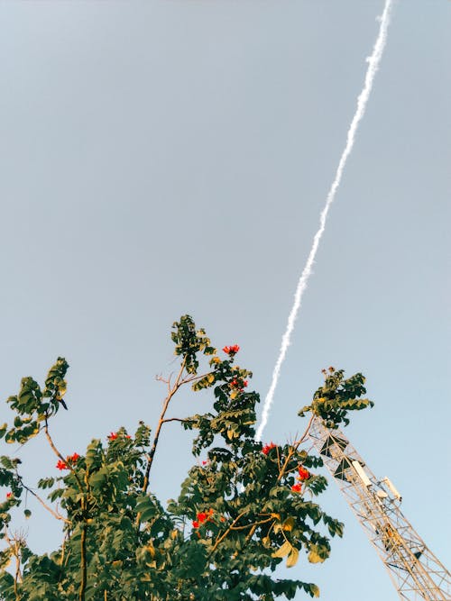 Low-Angle Shot of a Tree