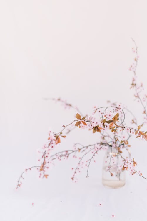 Cherry Blossom in Glass Vase