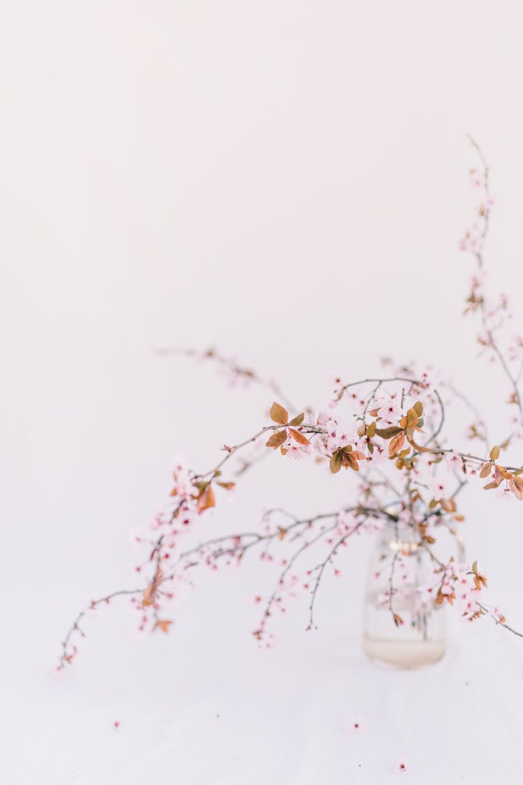 Cherry Blossom In Glass Vase