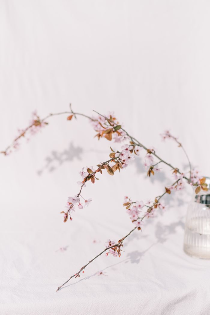 春の桜の枝