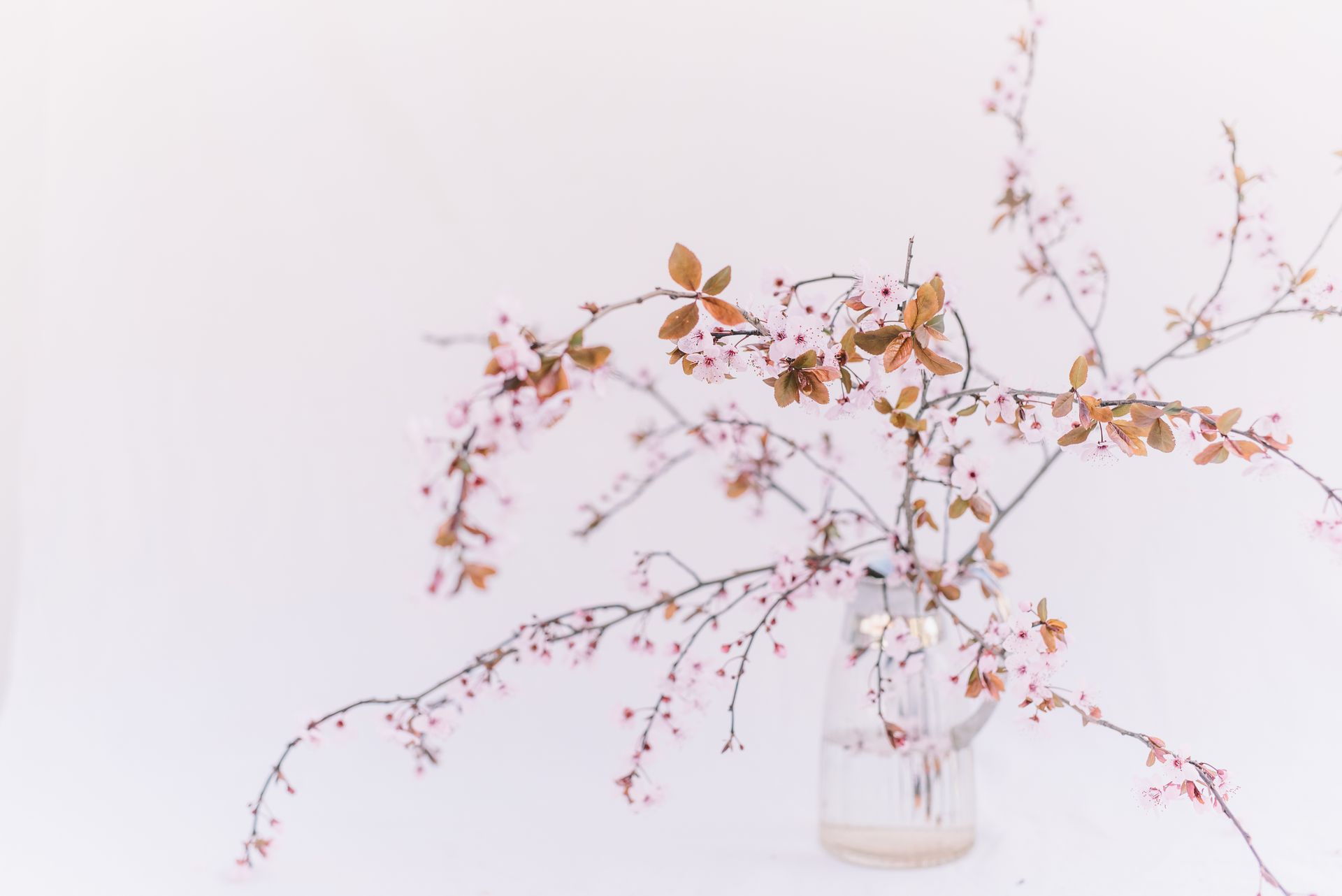 A beautiful arrangement of cherry blossom branches elegantly displayed in a glass jar, reflecting minimalist aesthetics.