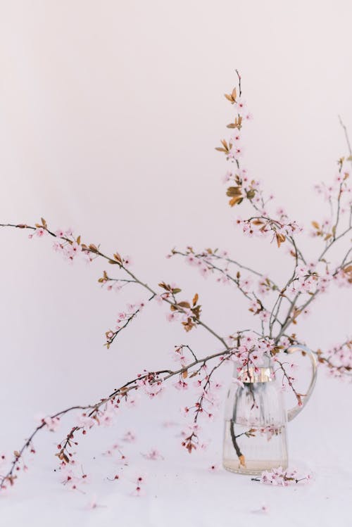 Ücretsiz bahar, cam kavanoz, çiçek fotoğrafçılığı içeren Ücretsiz stok fotoğraf Stok Fotoğraflar