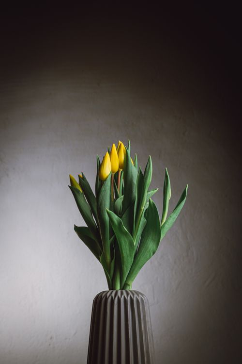 Free A vertical shot of vibrant yellow tulips arranged in a stylish vase against a muted background. Stock Photo