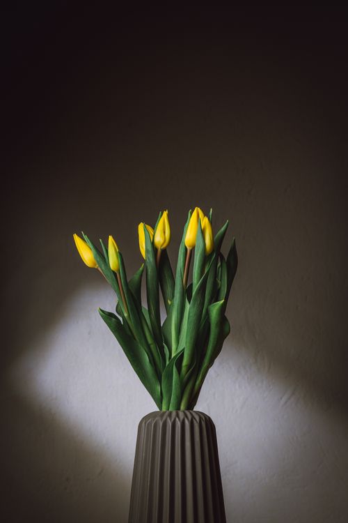 Free Vertical shot of yellow tulips in a stylish vase against a dark background. Indoors setting. Stock Photo