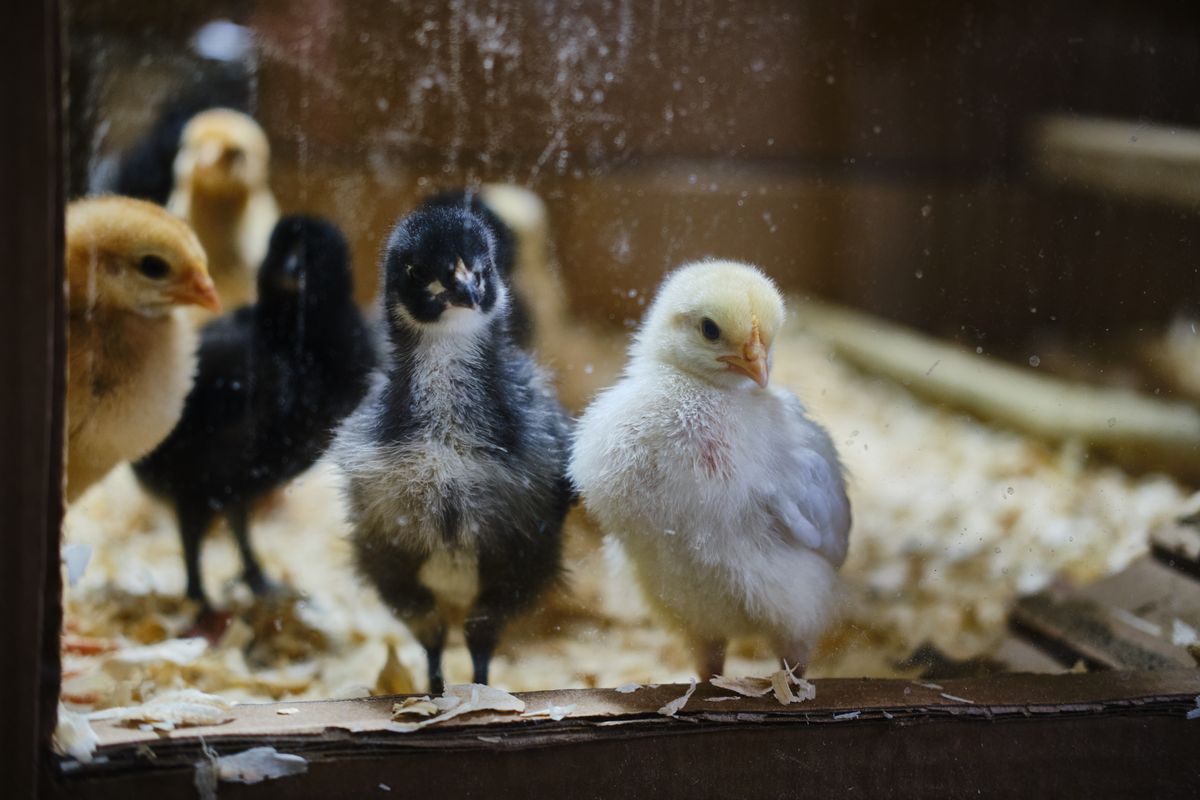 Baby chicks warming under a heat source inside a brooder cage