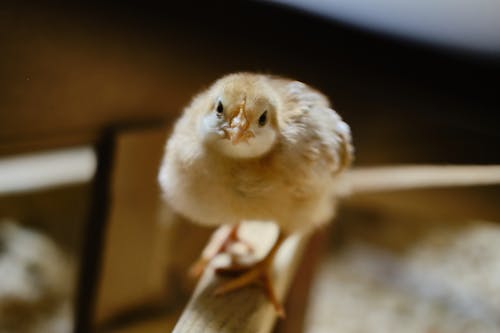 Close Up Shot of a Chick