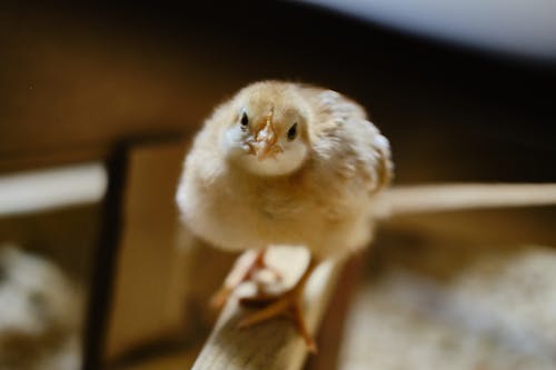 Gratis stockfoto met beest, chick, detailopname