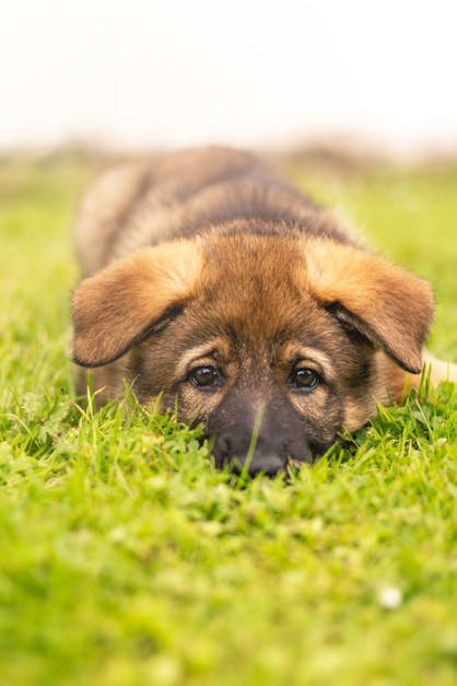How to make a German shepherd puppy stop crying