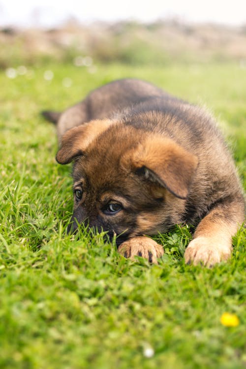 Free Close-Up Shot of a Puppy Lying Down on the Grass Stock Photo