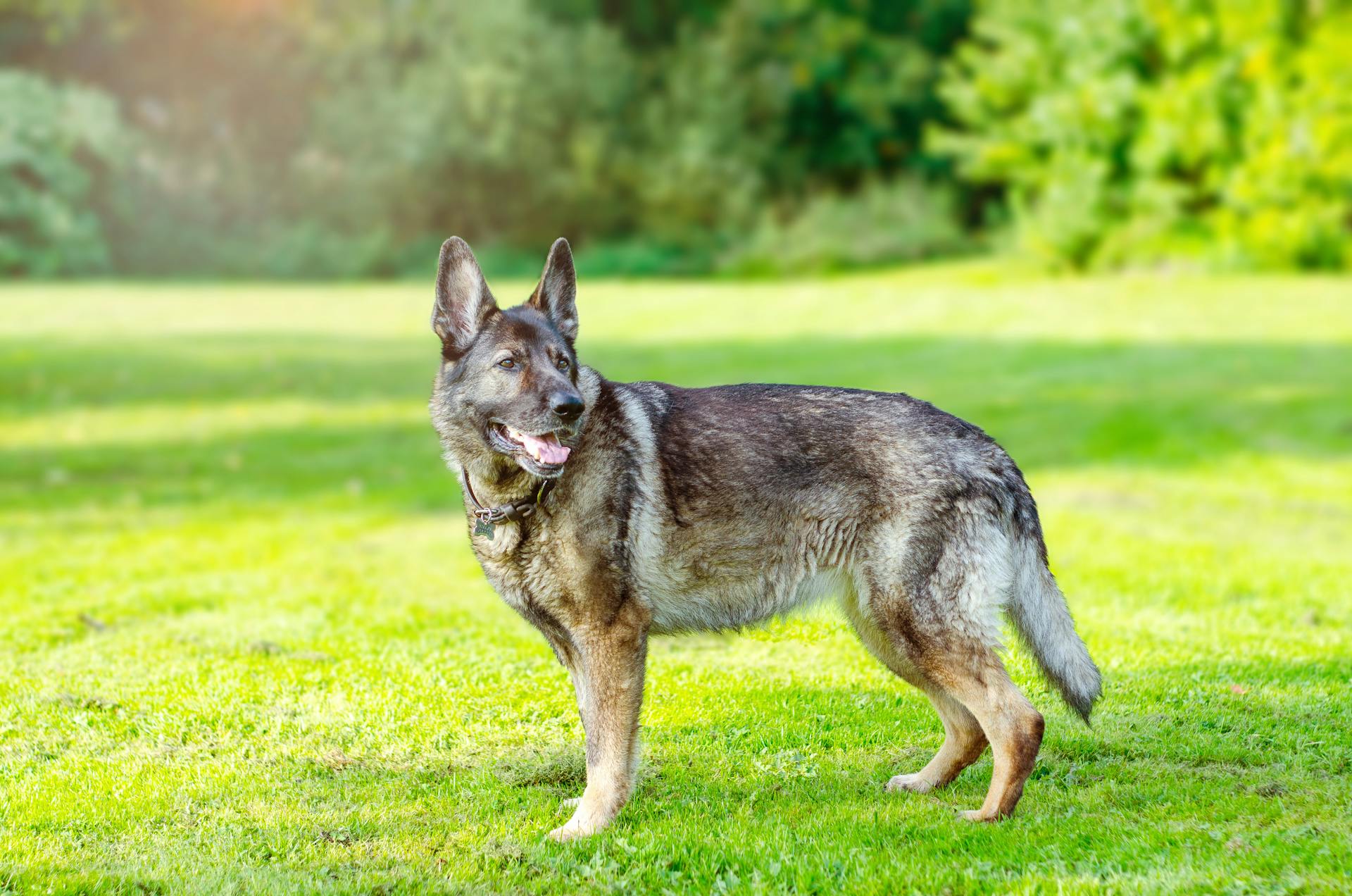 En schäferhund på ett gräsfält