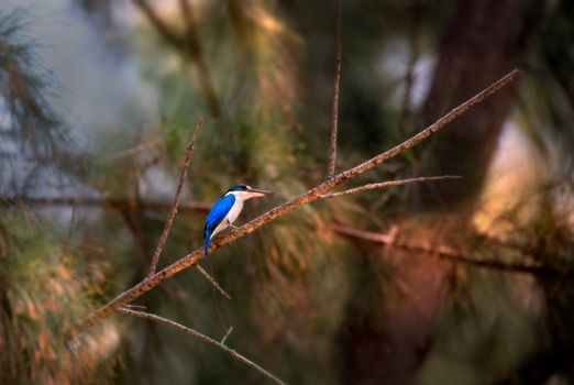 Photograph of a Collared Kingfisher Perched on a Twig