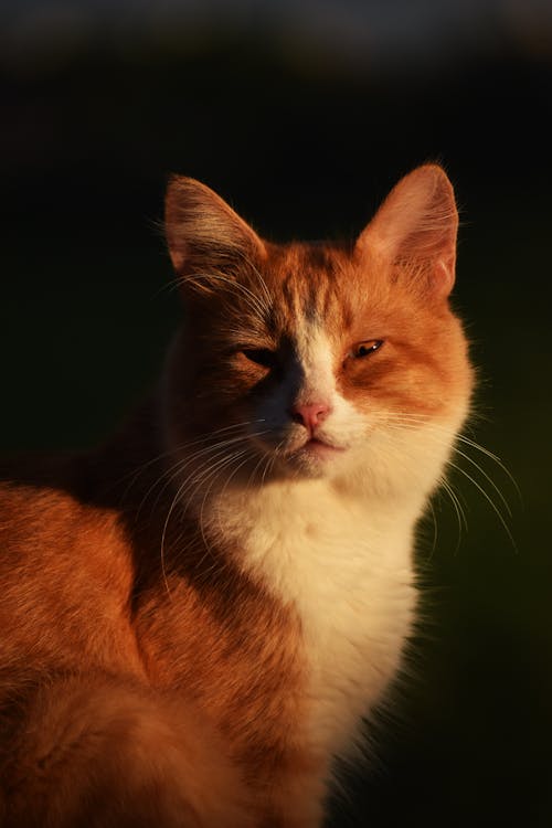 Orange and White Tabby Cat With Black Background