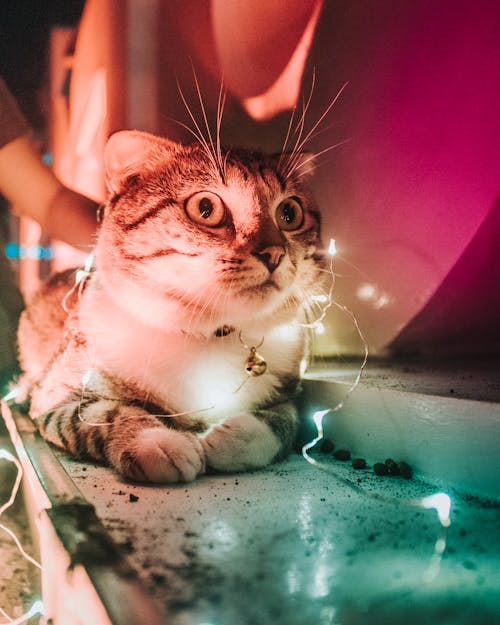 Free Closeup Photo Of String Light On Tabby Cat Stock Photo