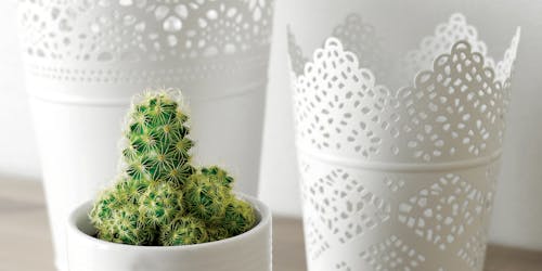 Kaktus Roślin Na Doniczce W Pobliżu Białych Pojemników Na śmieci