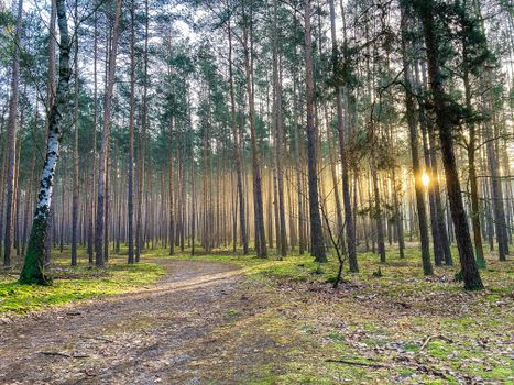 A serene path winding through a tall pine forest with sunlight peeking through the trees, creating a peaceful atmosphere.
