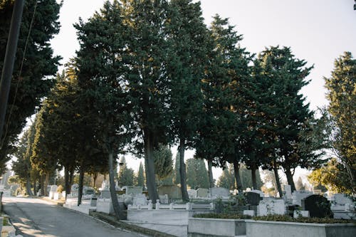 Základová fotografie zdarma na téma botanický, denní, denní světlo