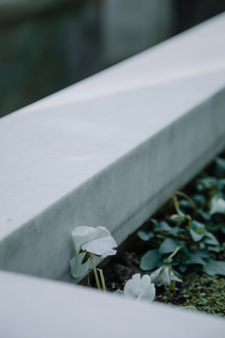 Stone Grave With Blooming Flowers In Cemetery