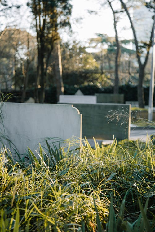 Old tombstones with lush green grass growing in cemetery on sunny day on blurred background