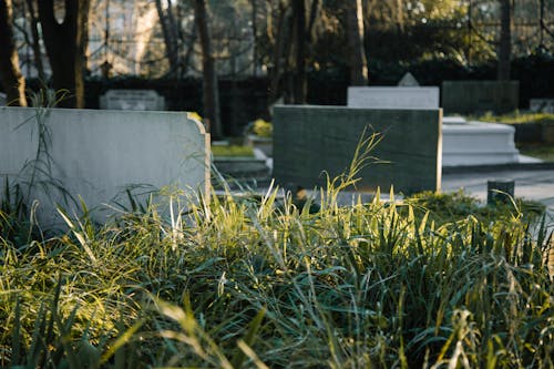 Gravestones against lush grass in cemetery on sunny day