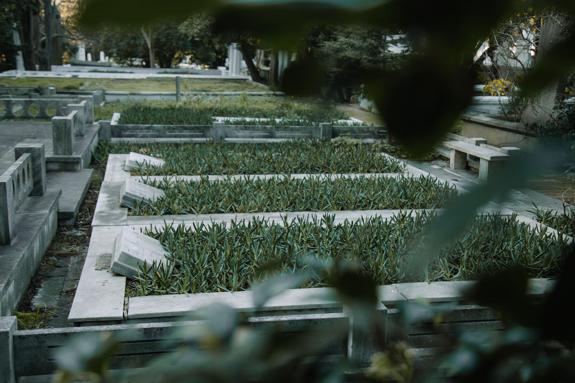 Rows of old graves with headstones and lush plants growing against lawn in graveyard