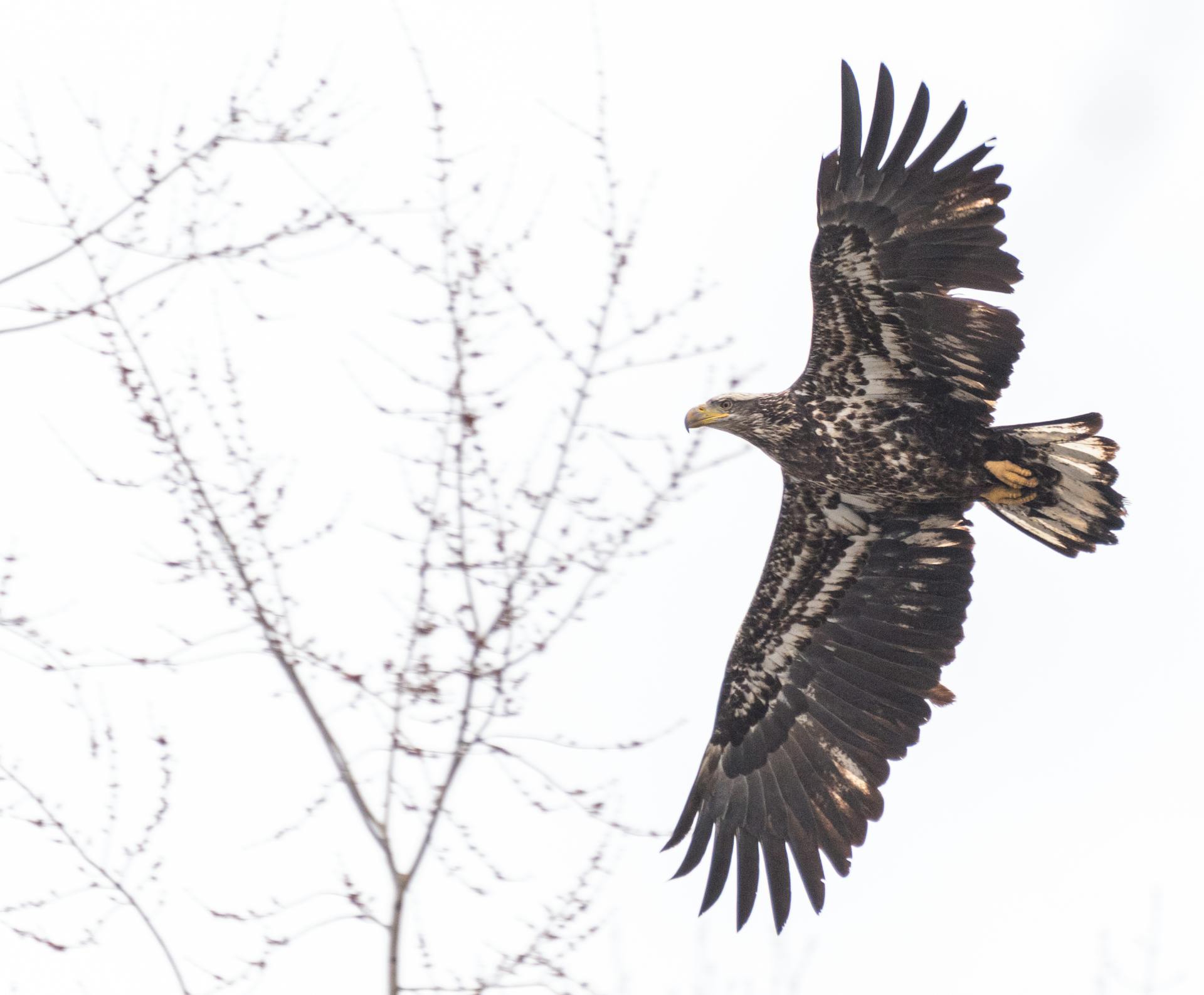 Eagle in Flight