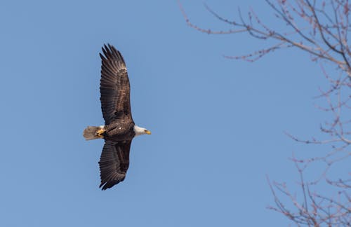 Gratuit Imagine de stoc gratuită din animal, aripi, cer albastru Fotografie de stoc