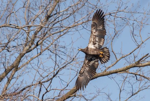 Low Angle View of a Brown Eagle with Stretched Wings and Bare Tree against Blue Sky