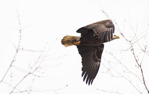 Free Photograph of a Bald Eagle Flying Stock Photo