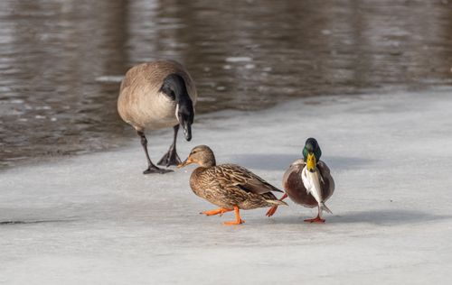 Free A close-up of ducks and a goose walking on a frozen lake surface, illustrating wildlife behavior. Stock Photo