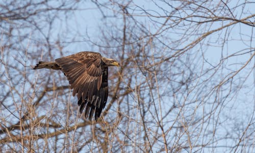 Free Photo of a Flying Eagle Stock Photo