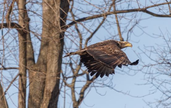 Brown Eagle Flying and Bare Tree against Blue Sky in Background